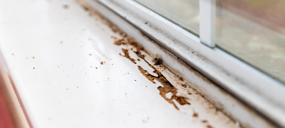 Window sill showing termite damage