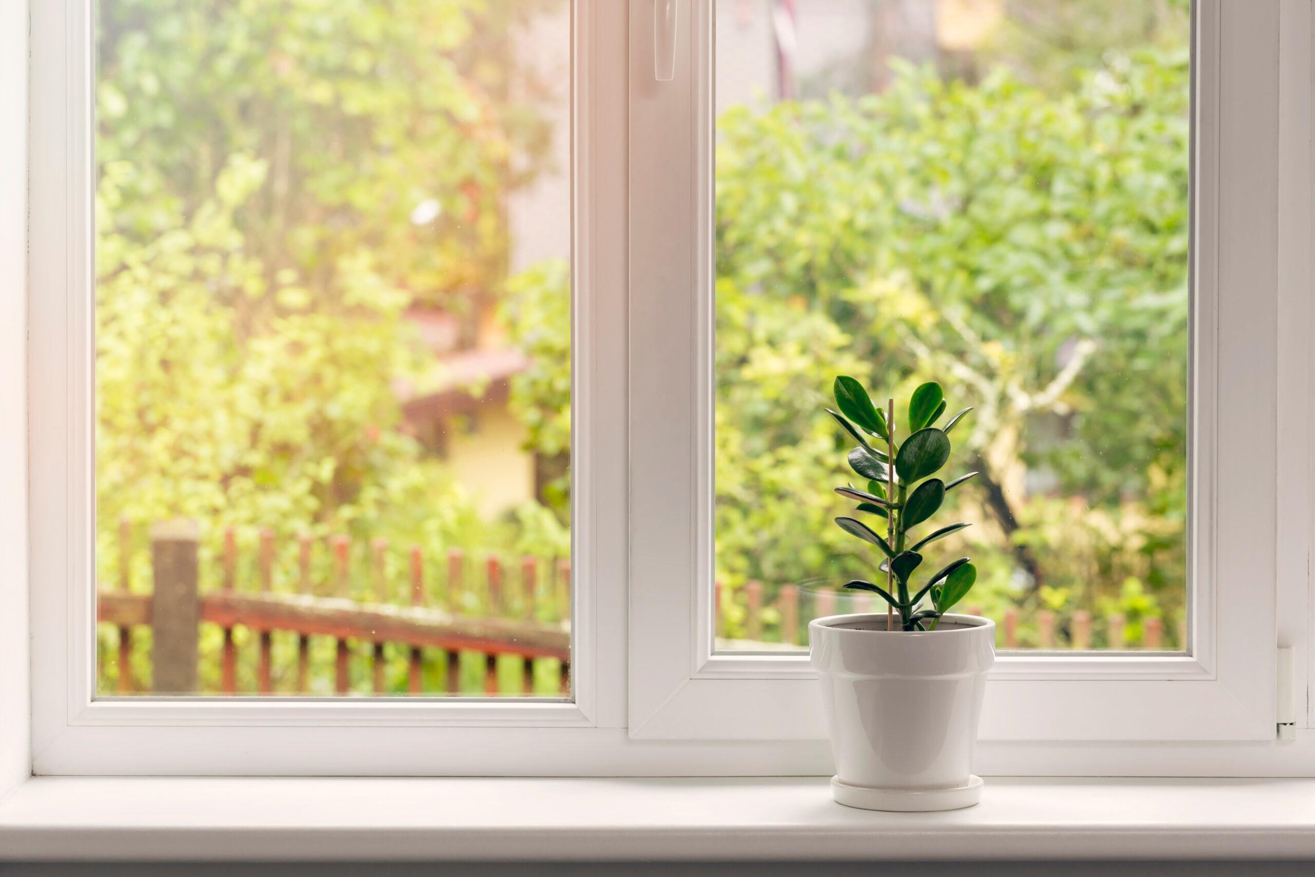 crassula flower in pot on windowsill